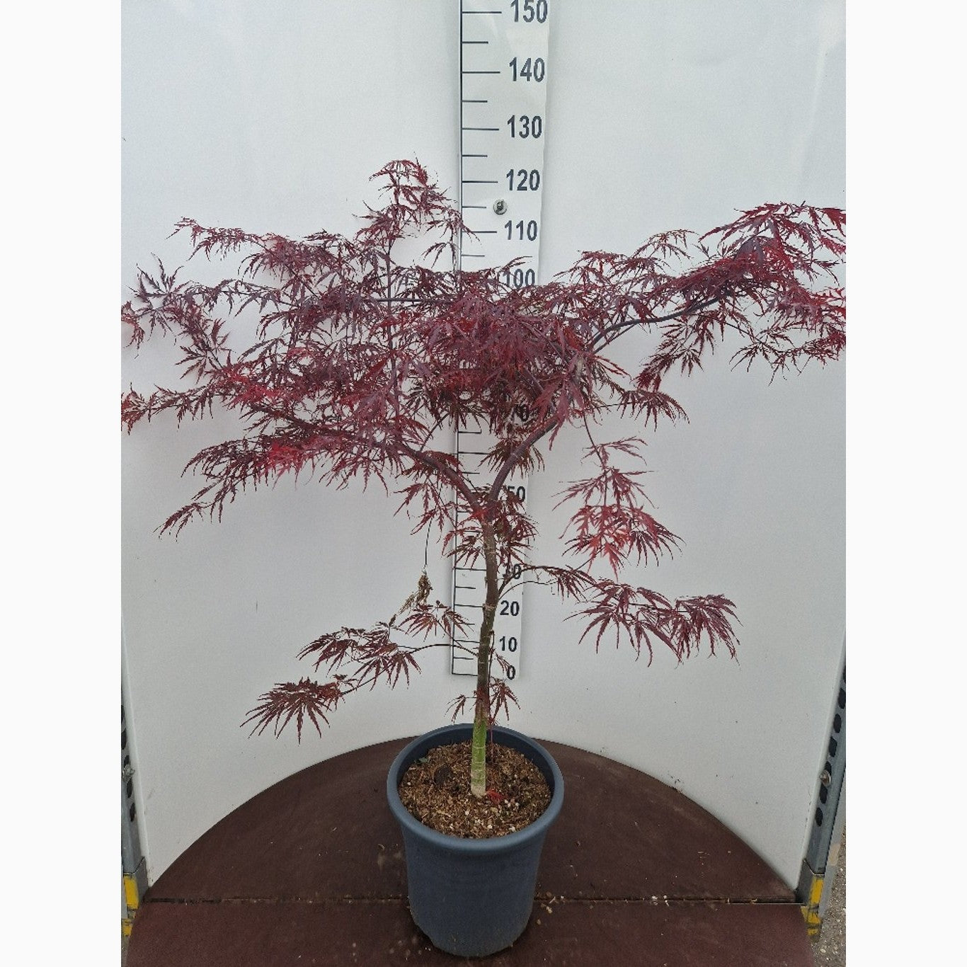 Japansk lönn – Acer pal. 'Firecracker' - C15 80-100 CM